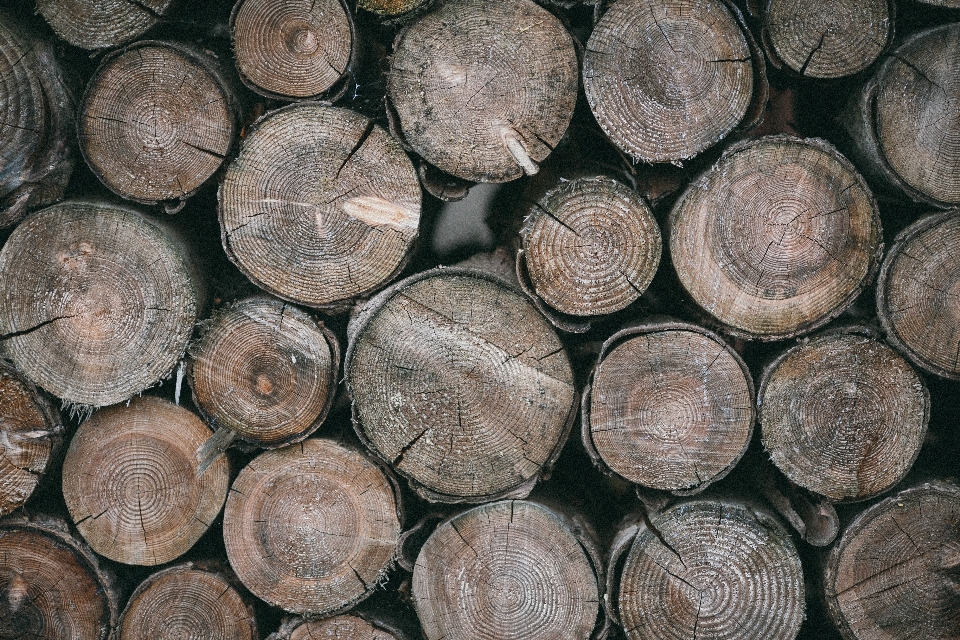 Baum holz stamm protokoll