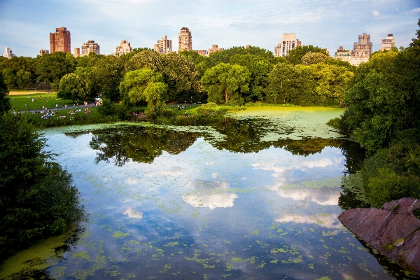 風景 木 水 葉 写真