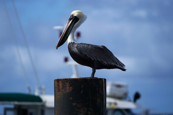 Photo Oiseau dock bateau pélican