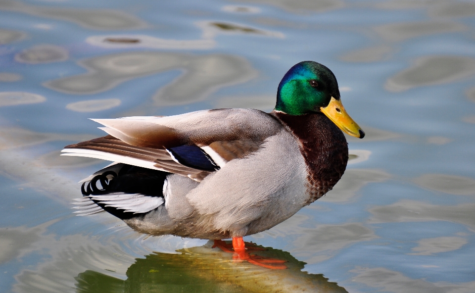 Eau oiseau aile faune