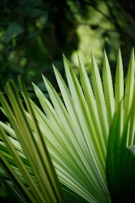 Tree nature grass branch Photo