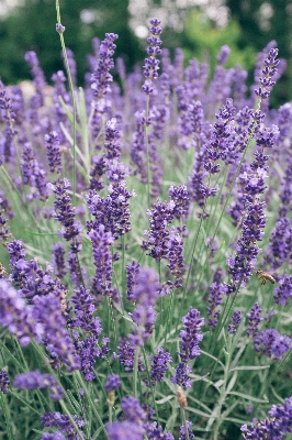 Foto Tanaman bunga herba lavender