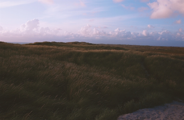 Landscape sea coast grass Photo