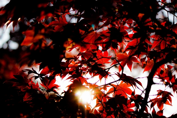 Baum zweig licht anlage Foto