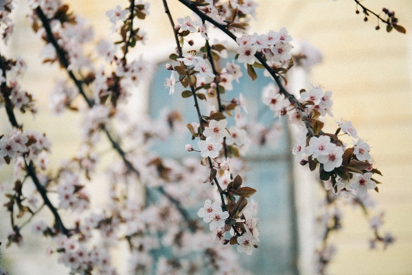 Foto Albero ramo fiore pianta