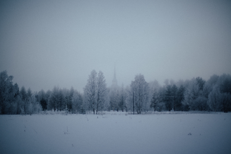 árvore floresta neve inverno