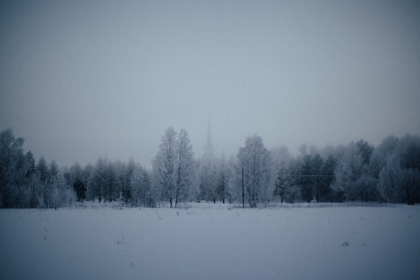 Tree forest snow winter Photo