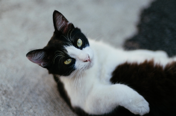 Foto Anak kucing mamalia hitam