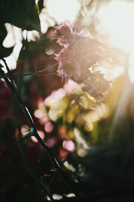 Blossom plant photography sunlight