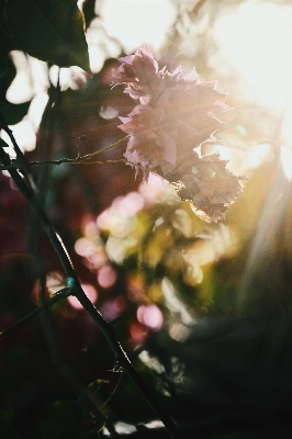 Blossom plant photography sunlight Photo