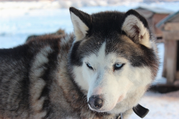 犬 哺乳類 脊椎動物
 犬種
 写真