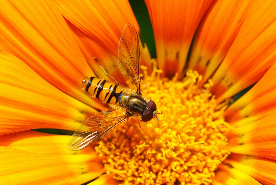 Natur anlage fotografie blume