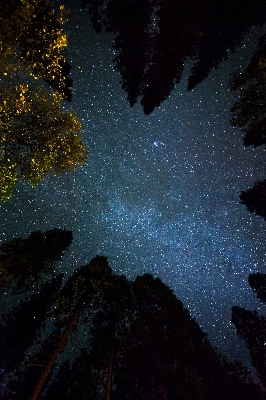 Tree light sky night Photo