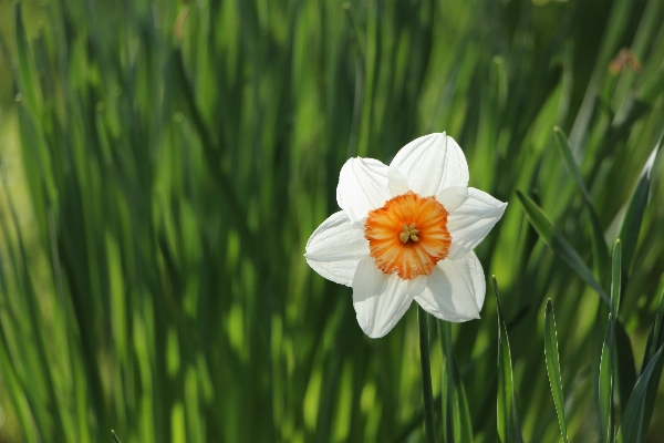 Nature grass plant white Photo