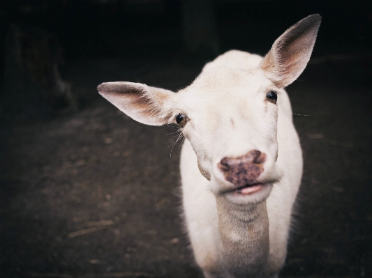 Foto Putih satwa imut-imut kambing