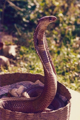 Foto Animali selvatici rettile fauna serpente