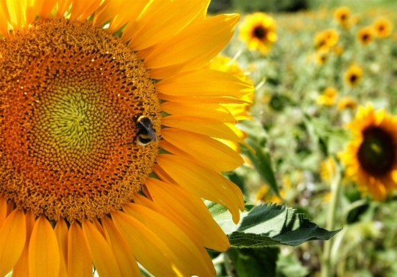 Plant field seed flower Photo