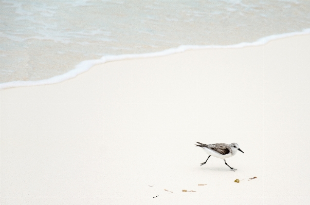 Beach sea sand bird Photo