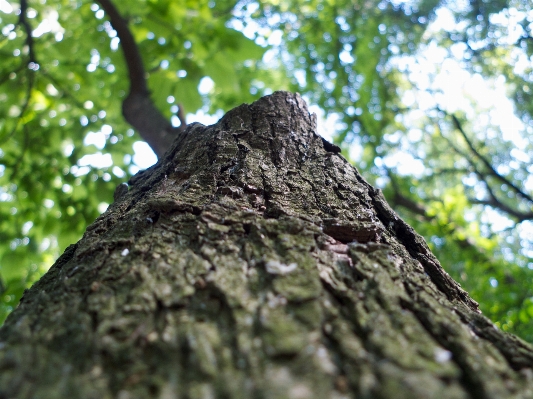 Tree nature forest branch Photo