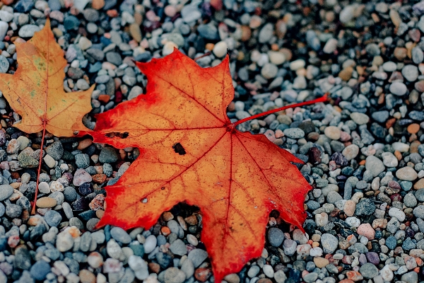 Ağaç dal bitki yaprak Fotoğraf