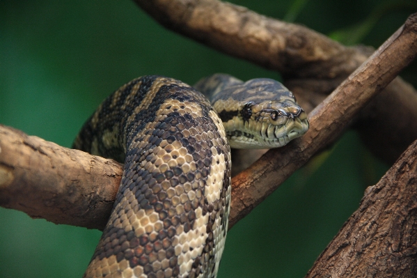 Foto Margasatwa reptil fauna merapatkan
