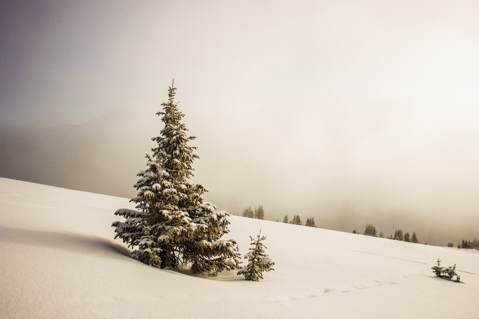 Tree branch snow winter