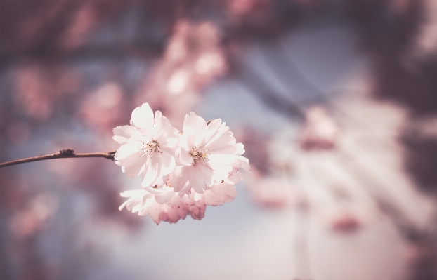 Branch blossom plant photography Photo