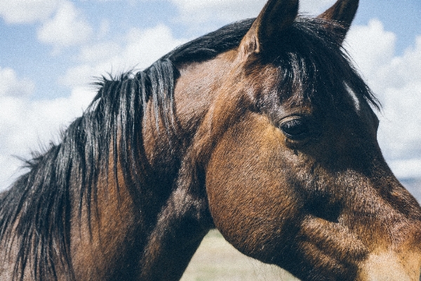 Animal horse brown mammal Photo