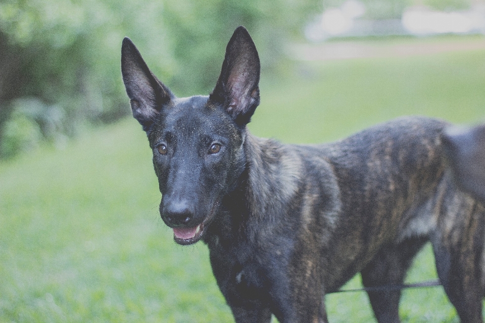 Perro mamífero vertebrado
 raza canina
