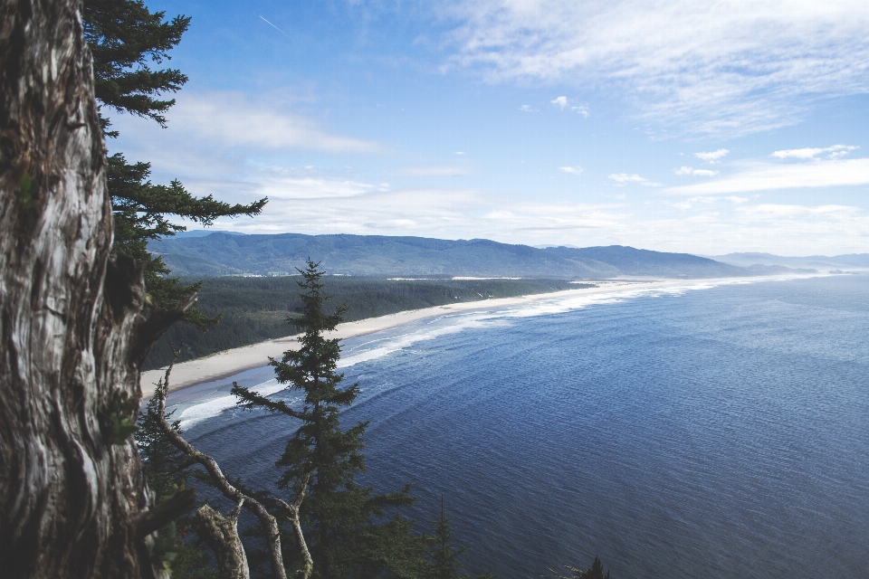 Beach sea coast tree