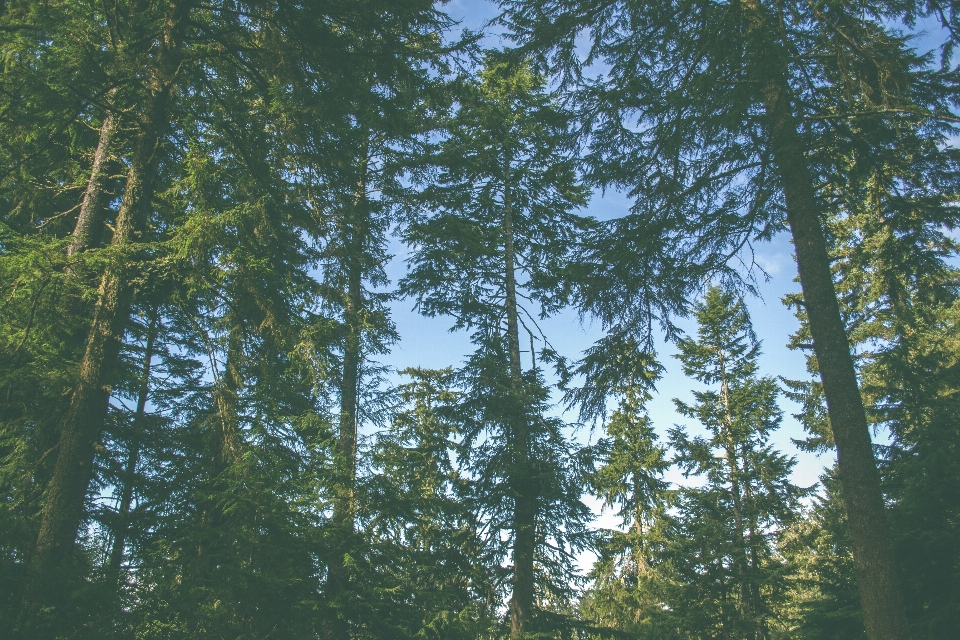 Baum wald zweig anlage