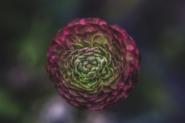 Nature blossom plant photography Photo