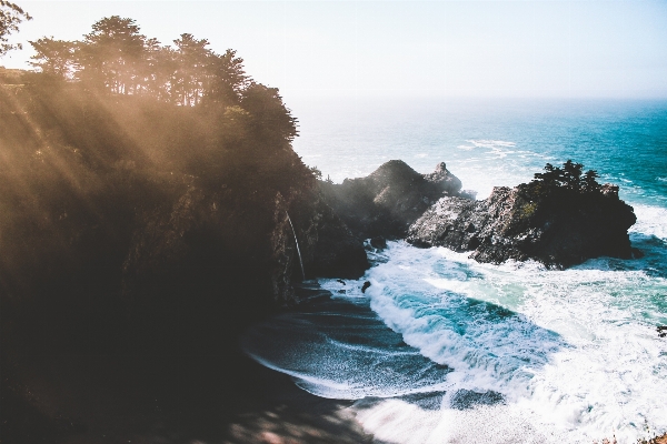 Beach sea coast tree Photo