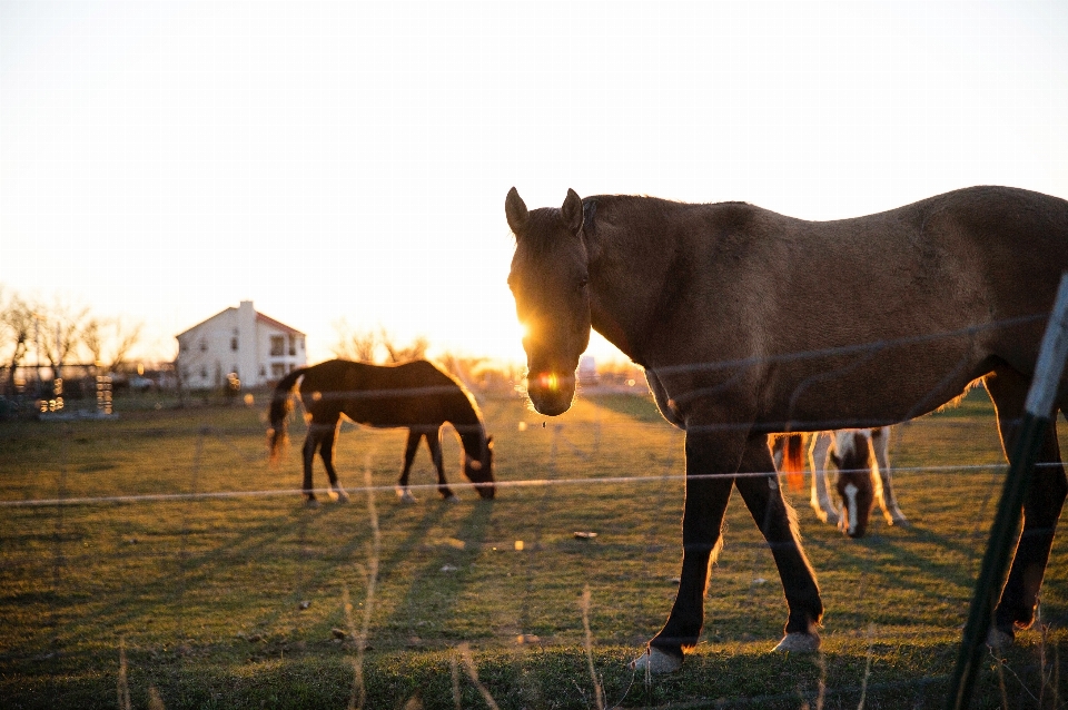 Fence field farm animal