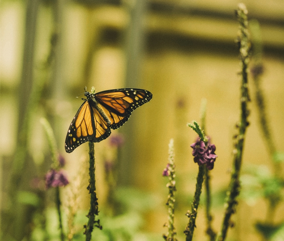 Natura trawa fotografia łąka
