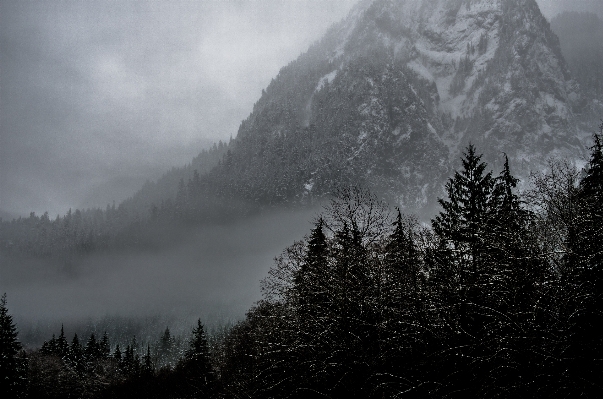 風景 木 自然 森 写真