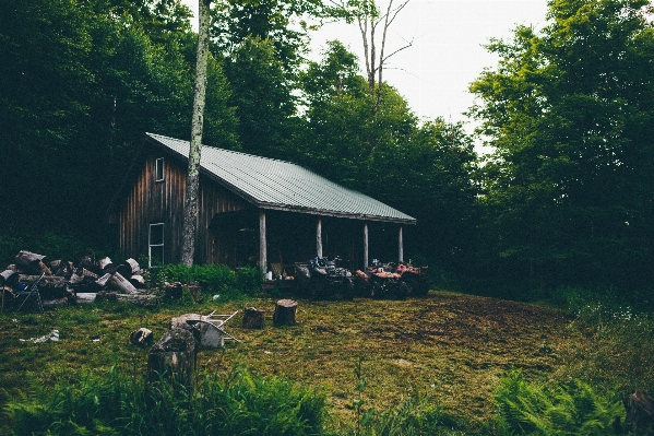 Tree forest wood farm Photo