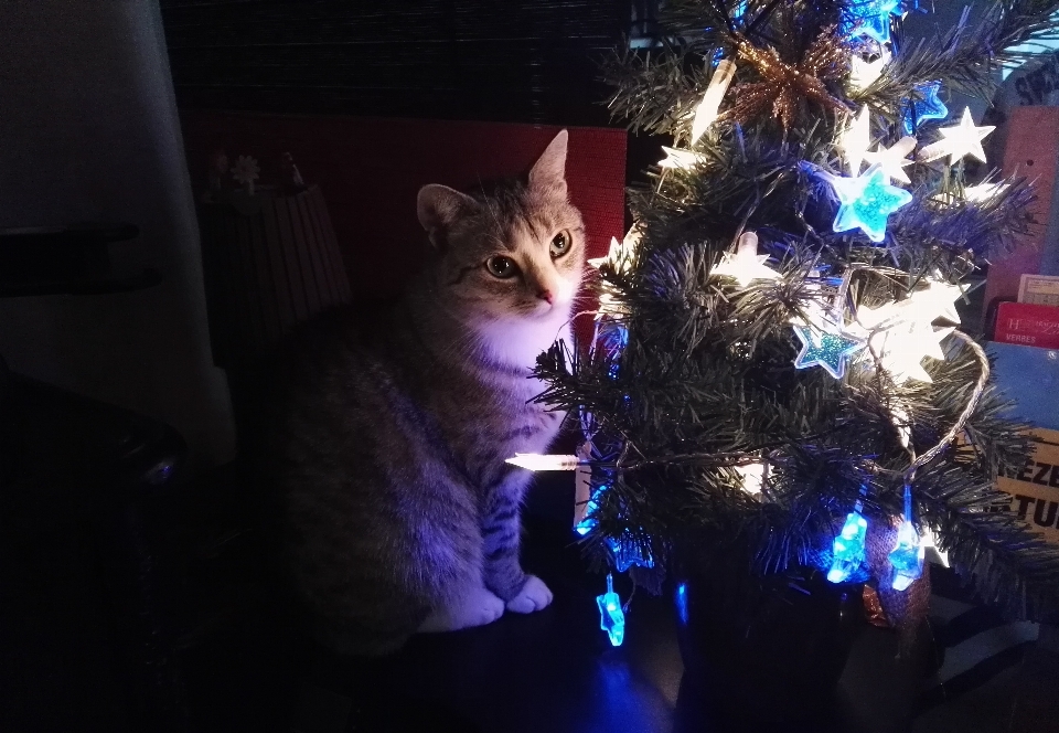 Navidad árbol de decoración navideña
