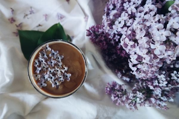 Coffee plant tea flower Photo