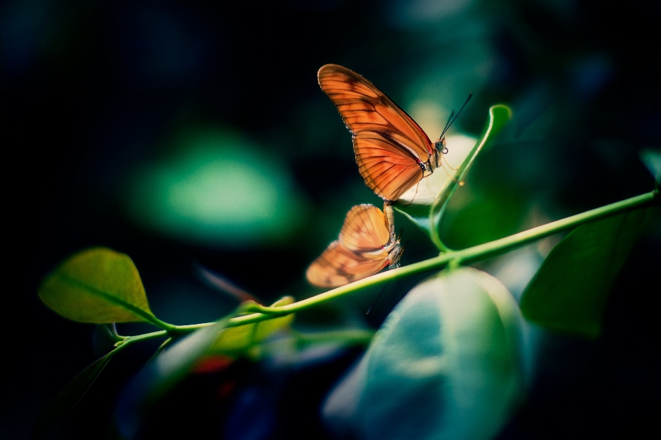 Nature branch wing photography