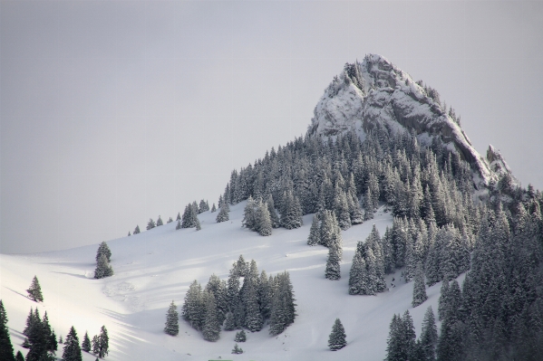 Tree forest mountain snow Photo