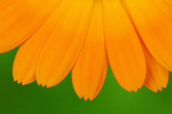 Photo Aile usine lumière du soleil feuille