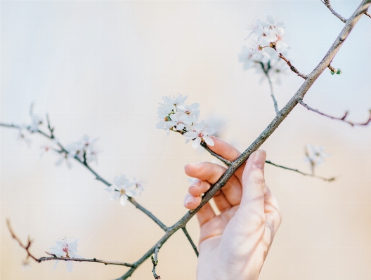 Hand tree branch blossom Photo