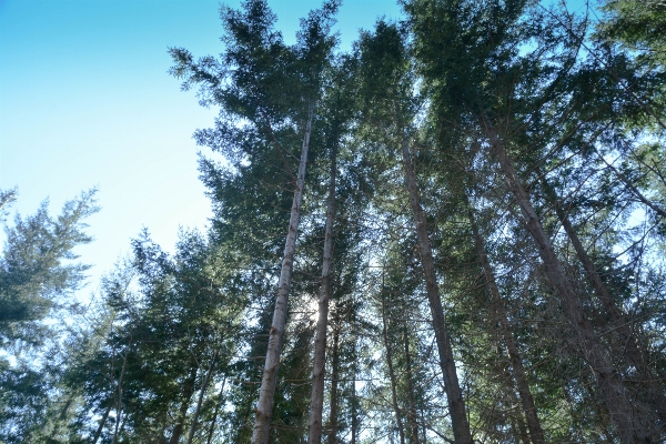 Tree forest branch plant Photo