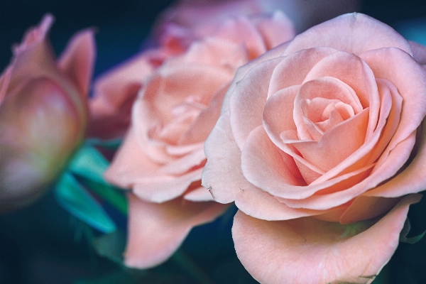 手 植物 写真撮影 花 写真