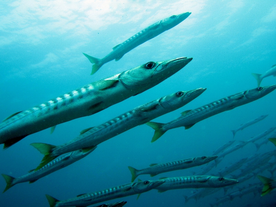 Mar océano submarino biología