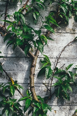 Tree forest branch plant Photo