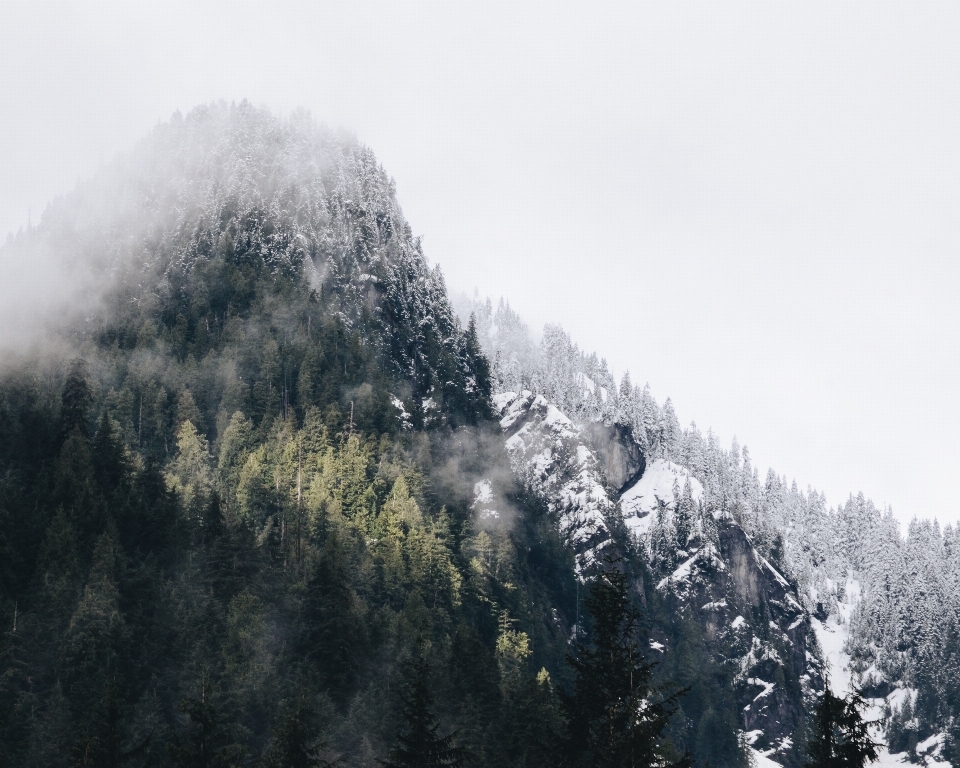 Baum natur wald berg