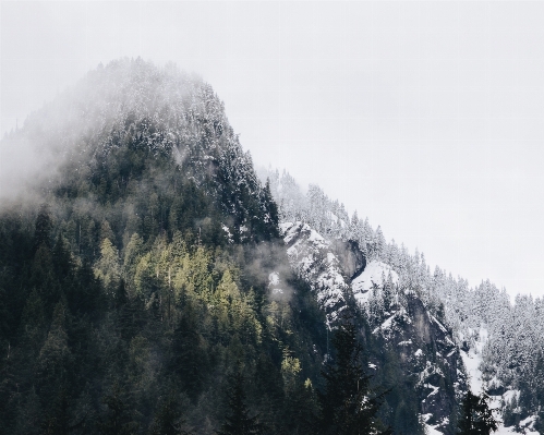 Foto Albero natura foresta montagna