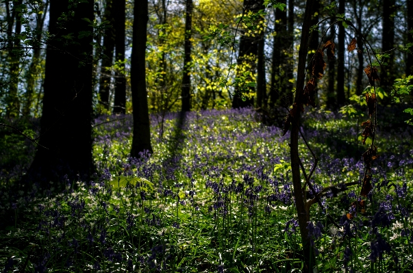 Foto Albero natura foresta selvaggia
